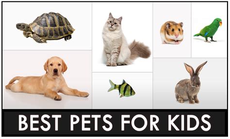 12 Best Pet